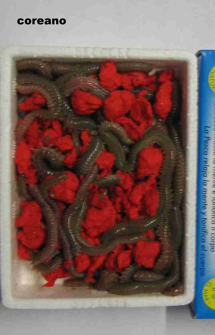 Intestini di fotografia di vermi
